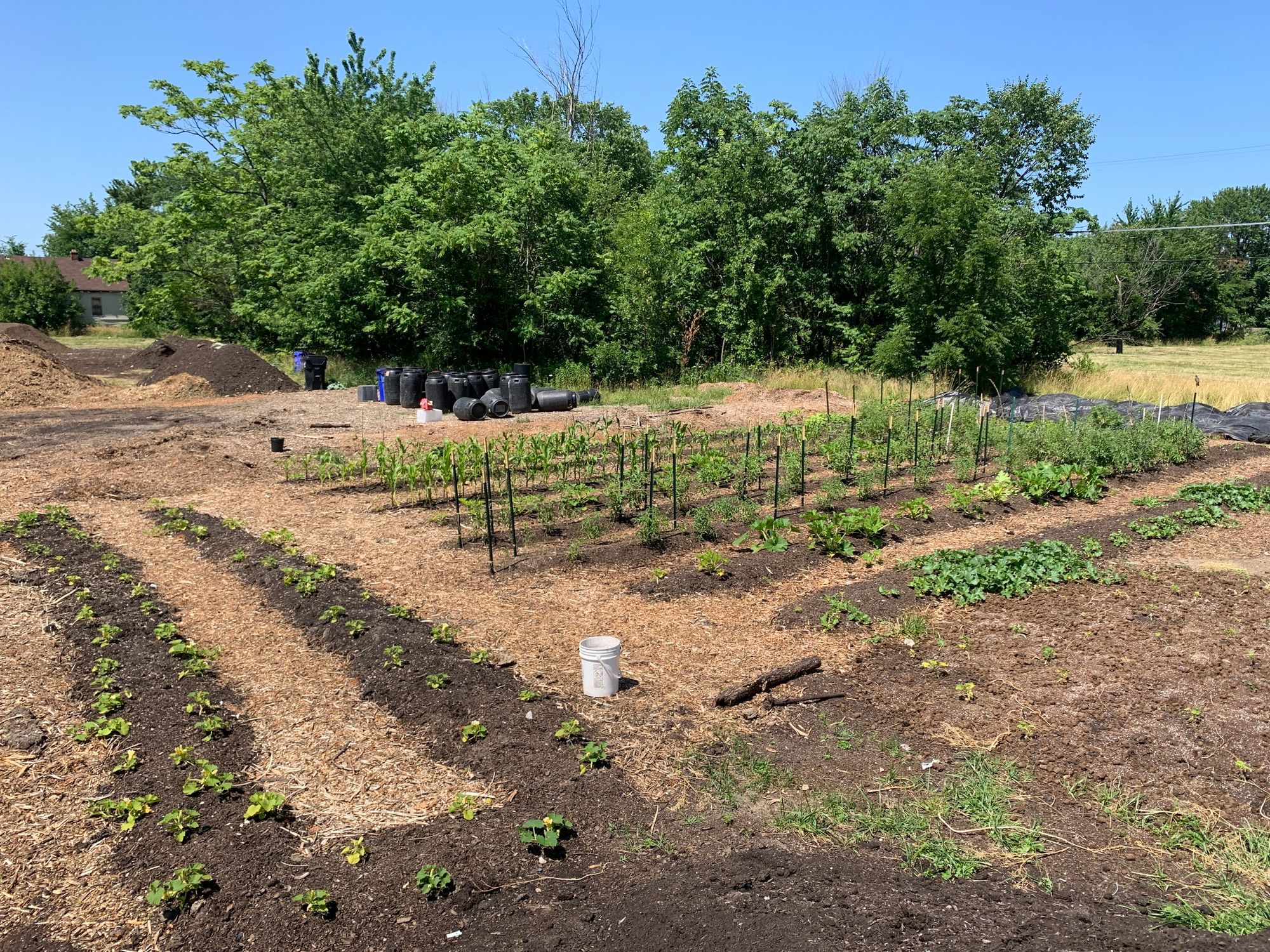 Volunteer with Urban Farm Sanctuary Farms, Detroit