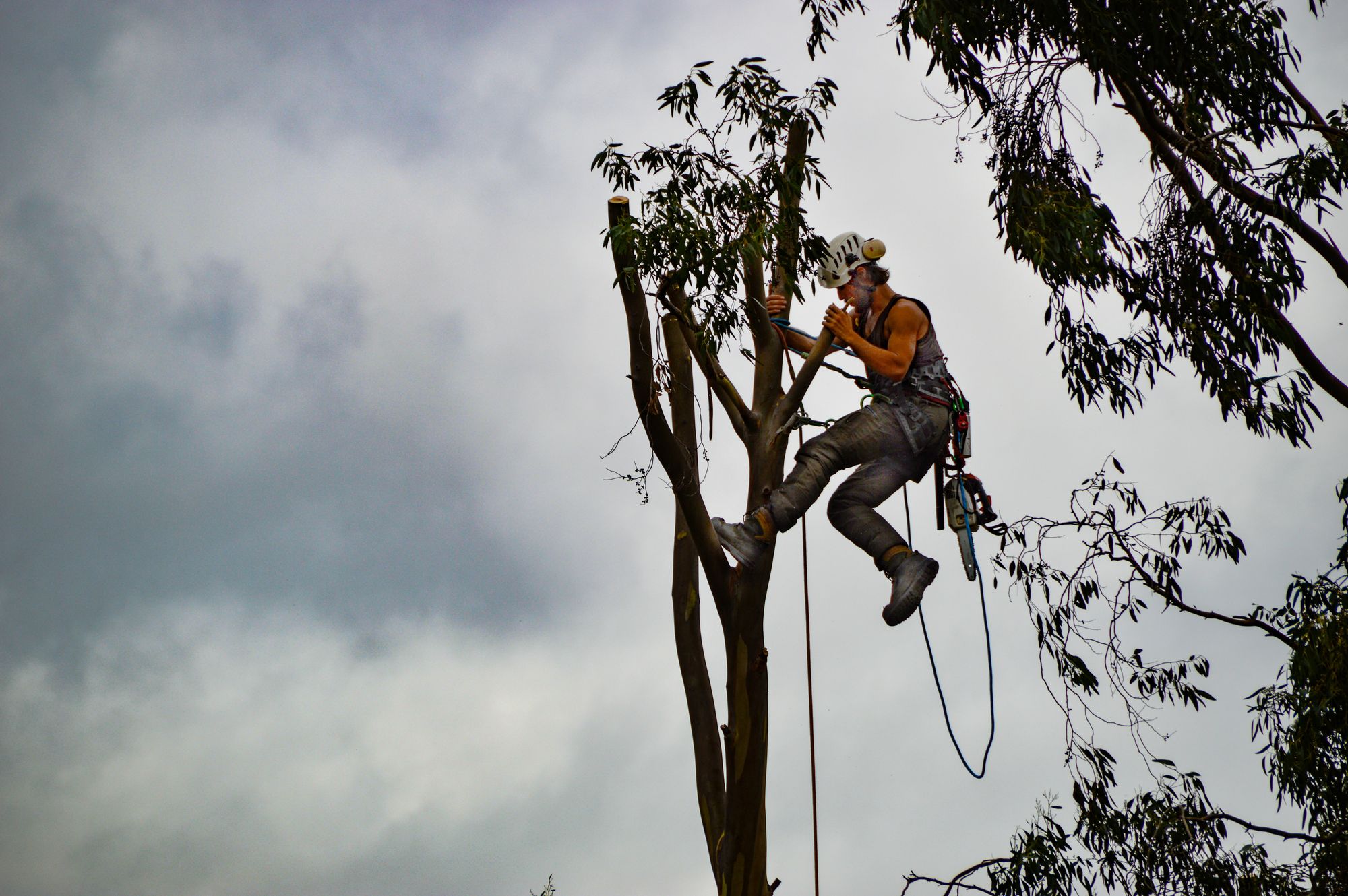 Tree Surgeon Helper, City of Detroit