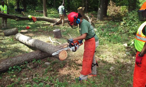 Tree Artisan Training with Greening of Detroit