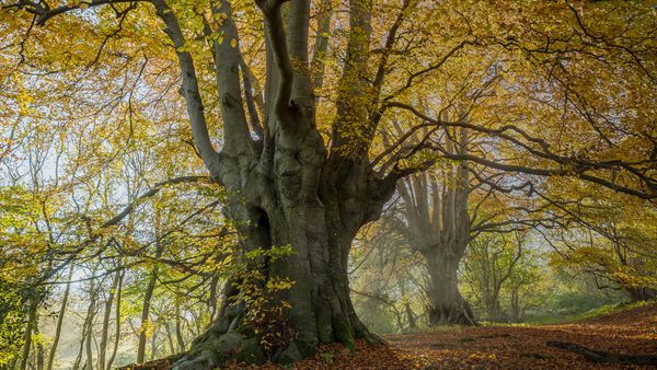 Forestry & Conservation Jobs with Woodland Trust, Grantham