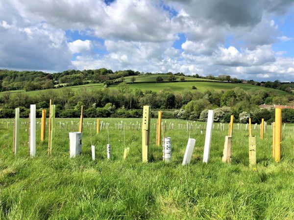 Post-Plastic: Tree Planters Branch out from Oil-Based Tree Guards