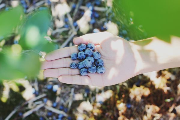 Tendo comments on fruit picking in “Meet the Farmers” podcast