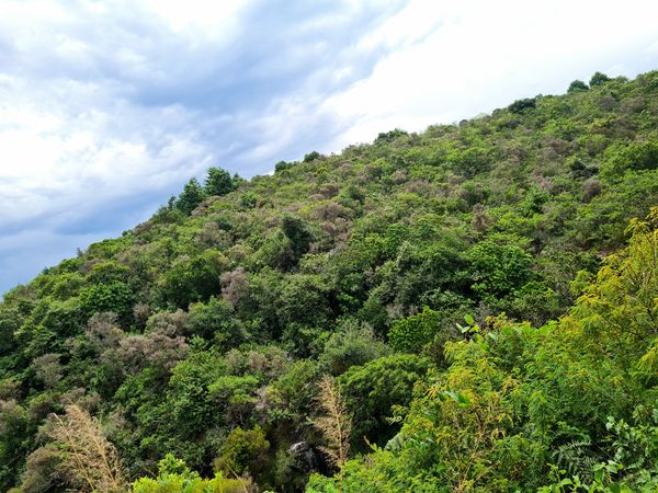 Introducing Zimbabwe College of Forestry