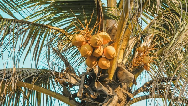 Introducing Coconut Fruit Joy from Weekday Barista Tigele Dube
